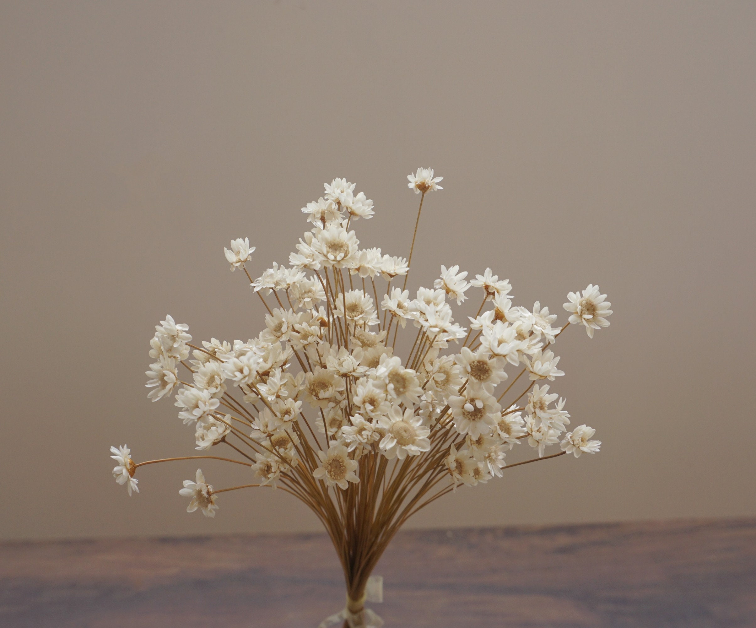 Star Flowers , Star Flower blossom in pink，Dried Flowers, natural Starflowers , Mini star gixa flower ,  wedding flowers