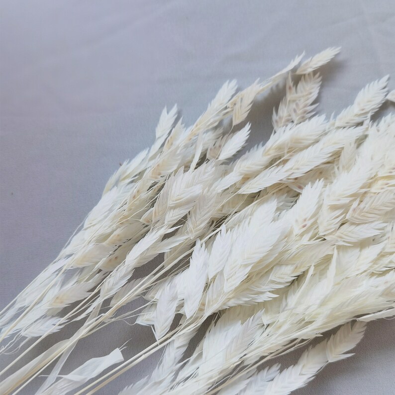 Puede incluir: Primer plano de un manojo de hierba ornamental blanca seca y blanqueada. Las plumas plumosas est&aacute;n agrupadas, creando una apariencia suave y texturizada. Los tallos son finos y delicados, lo que se suma a la est&eacute;tica natural. Ideal para la decoraci&oacute;n del hogar o la artesan&iacute;a.