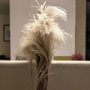 100 stems Natural Dried Pampas Grass Phragmites Communis Reed Flower Bouquet Plant Wedding Flower Bunch for Home Decorations 23'' L image 4