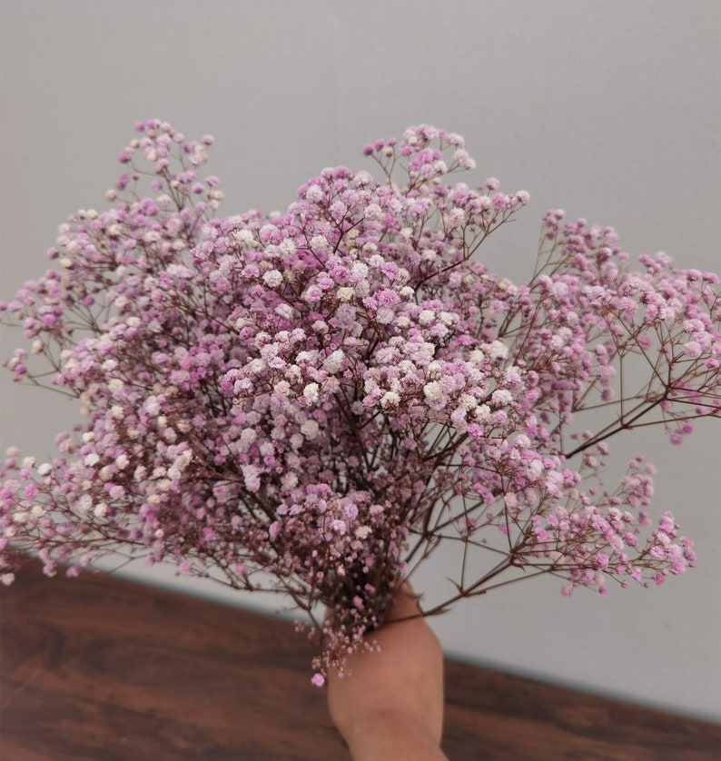 Bulk Natural Preserved Baby's Breath Gypsophila Etsy