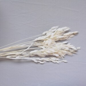 Puede incluir: Un manojo de hierba ornamental seca, blanqueada en blanco. Las plumas plumosas est&aacute;n dispuestas en forma de abanico, con tallos largos y delgados. La hierba es de color neutro, adecuada para varios estilos de decoraci&oacute;n del hogar, sobre fondo gris.