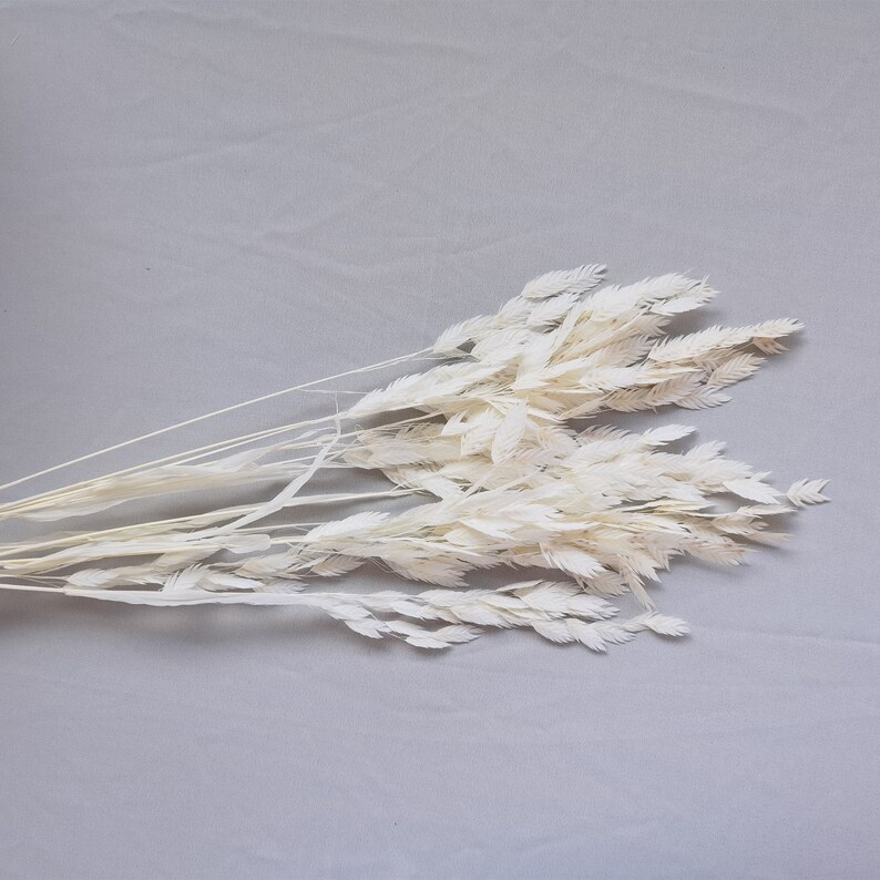 Puede incluir: Un manojo de hierba ornamental seca, blanqueada en blanco. Las plumas plumosas est&aacute;n dispuestas en forma de abanico, con tallos largos y delgados. La hierba es de color neutro, adecuada para varios estilos de decoraci&oacute;n del hogar, sobre fondo gris.