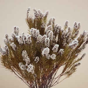 Getrocknete weiße Blumen, natürliche Trockenblumen, Hochzeit Dekoration, DIY Blumengesteck
