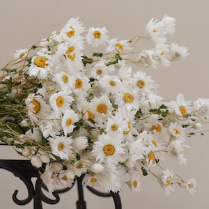 2025 Margherite bianche essiccate. Margherite essiccate al naturale. Crisantemi essiccati al naturale. Arte floreale per matrimoni e casa.