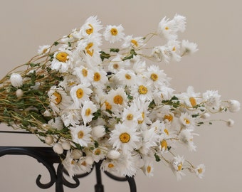 White dried daisies. Natural dried daisies. Natural Dried Chrysanthemum Wedding Home Floral Art