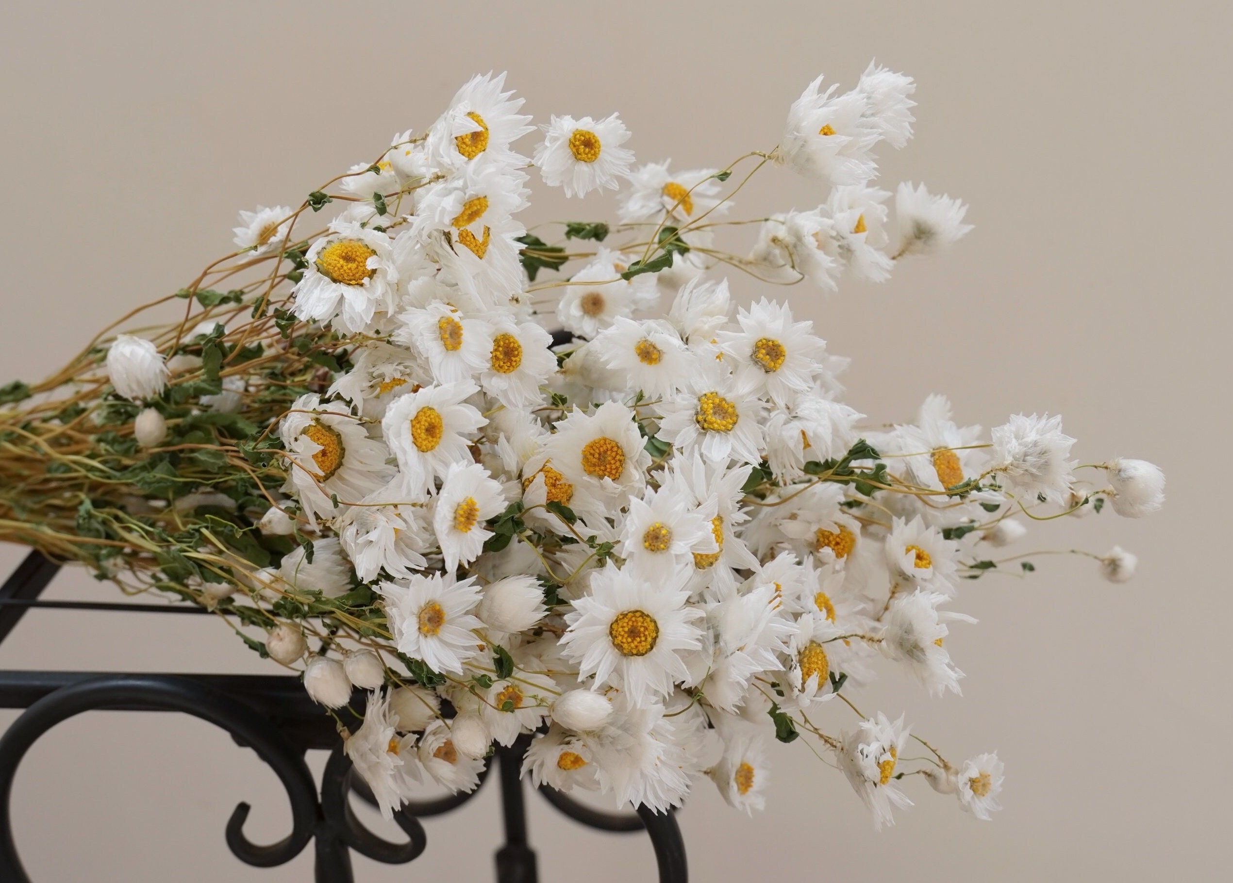 2025 White dried daisies. Natural dried daisies. Natural Dried Chrysanthemum Wedding Home Floral Art