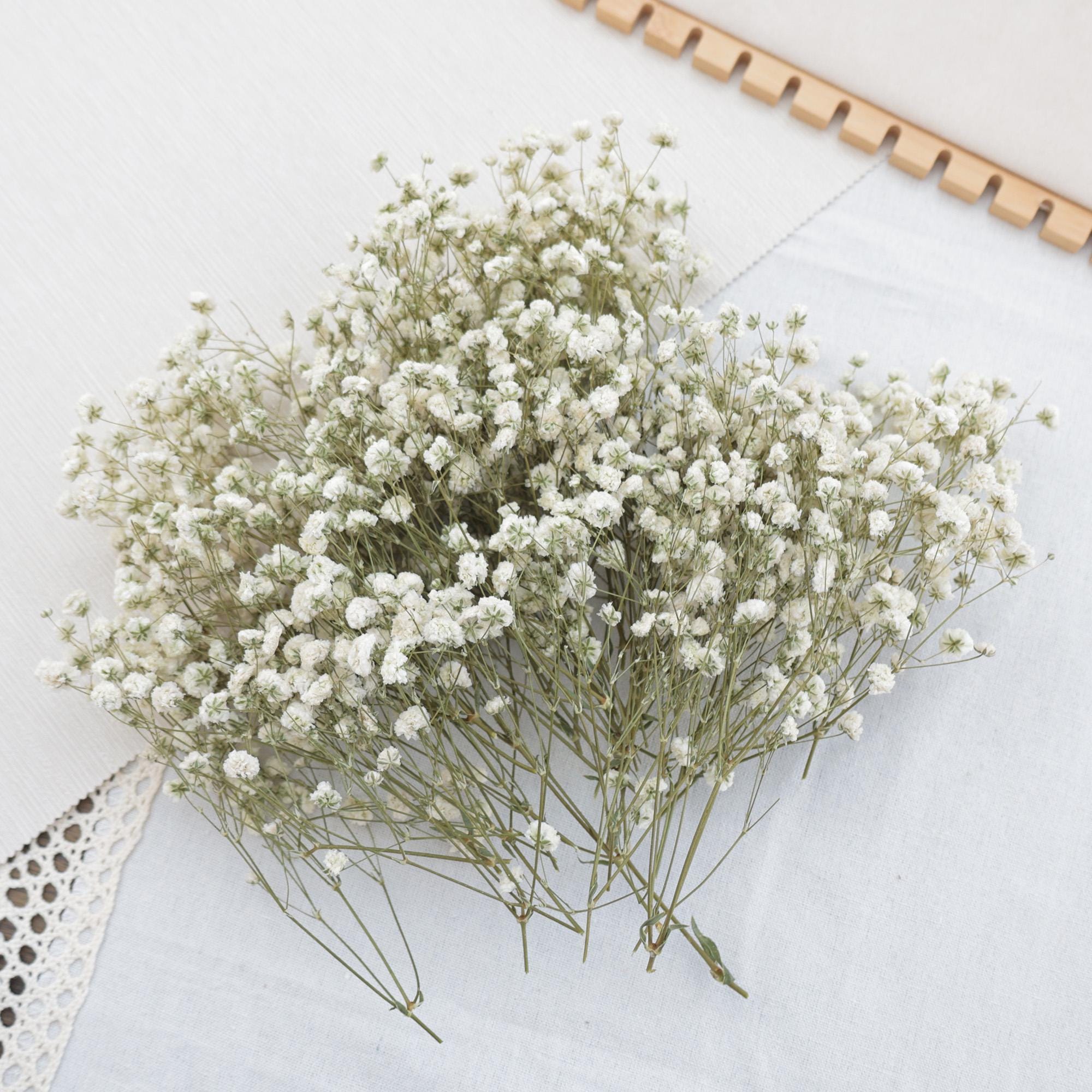 45-50 Grams Natural Preserved Baby