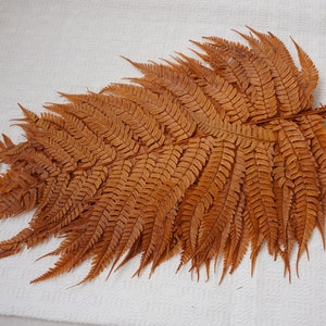 10 steli di felci arancioni bruciate, foglie conservate, decorazioni nuziali