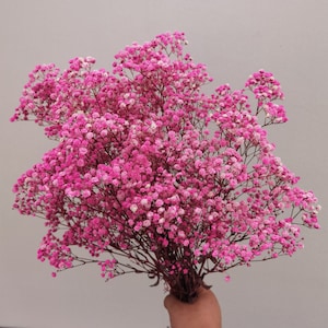 Bulk natuurlijk bewaarde Gipskruid gypsophila DIY bloemelement, bloemdessin, bruiloft woondecoratie