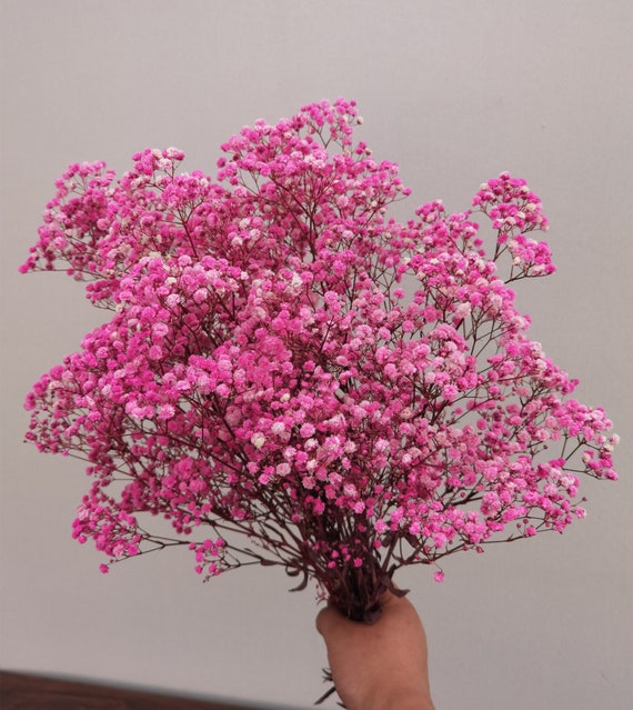 20 Stks Kunstmatige Gedroogde Bloemen Natuurlijke Gedroogde Pluim Phragmites Communis Natuurlijke Gras Riet Bloem Boeket Bruiloft En Fotograferen Gedroogde Bloemen Bos Voor Home Decor