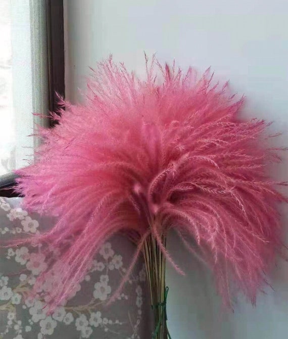 15 Pieces Natural Dried Pampas Grass Phragmites Communis Reed Flower Bouquet Plant Wedding Flower Bunch for Home Decorations,Off-White