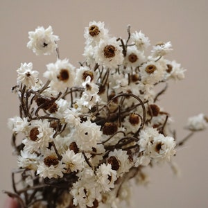 Mazzo di margherite secche, amobium secco, fiore bianco, mini margherita, margherite bianche, fiori da matrimonio, fiori da boutonniere
