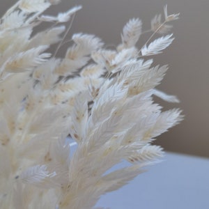 Puede incluir: Primer plano de un manojo de hierba ornamental seca, plumosa, de color crema. Las delicadas y texturizadas espigas est&aacute;n dispuestas en un grupo denso, con algunos tallos que se extienden hacia arriba. El fondo es de un color suave y neutro.