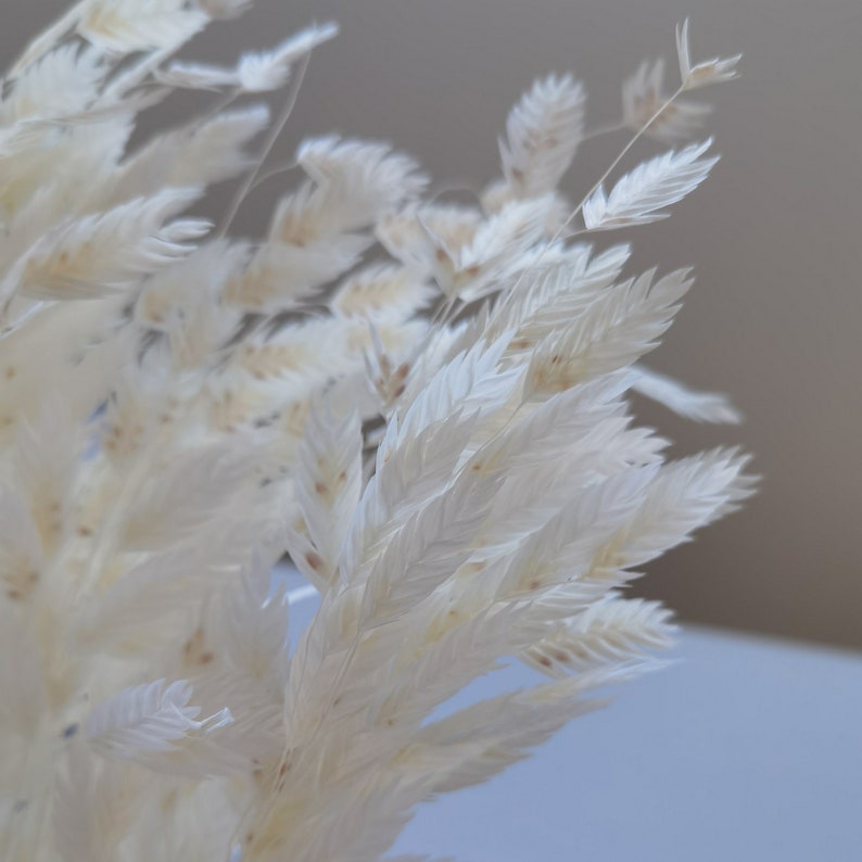 Puede incluir: Primer plano de un manojo de hierba ornamental seca, plumosa, de color crema. Las delicadas y texturizadas espigas est&aacute;n dispuestas en un grupo denso, con algunos tallos que se extienden hacia arriba. El fondo es de un color suave y neutro.