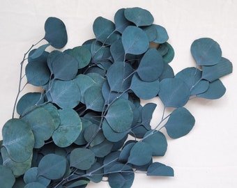 Preserved Flower Blue round leaf  Eucalyptus, Home Wedding, Event, DIY Bouquet, Bridal, Home Office Decor