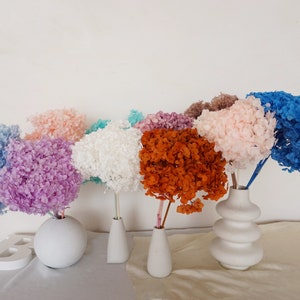 Large Premium Preserved Hydrangea/Preserved Cream Full Bloomed Hydrangea