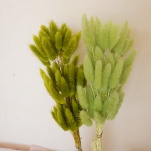 50-60 pcs Dried Natural Lagurus Ovatus Bunches, Hare&#39;s Tail Grass, Sage Green, Orange Rabbit Tail