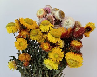 Gedroogd oranje madeliefje, natuurlijke chrysantenstrostelen