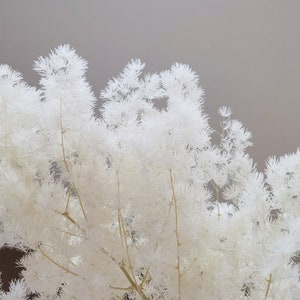Fresh White Fluffy Cloud Fern DIY Bouquet Home Decor Boho Interior Design Home Wedding Decor