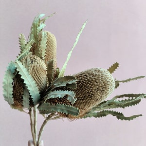 Dried Banksia Hookerana,Natural Protea ,Breakdown,Neutra Tones
