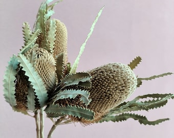 Dried Banksia Hookerana,Natural Protea ,Breakdown,Neutra Tones