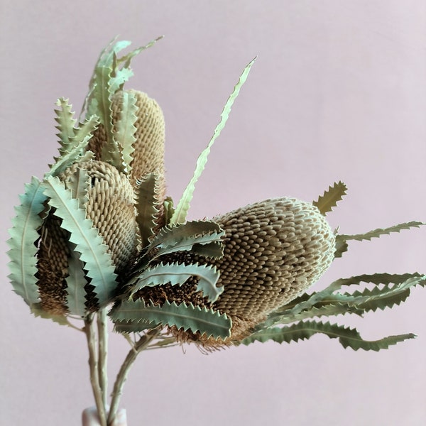 Dried Banksia Hookerana,Natural Protea ,Breakdown,Neutra Tones