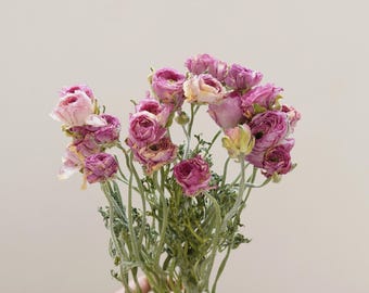 Dried Ranunculus asiaticus Peony Flowers, Wedding Arrangement, Home Decoration Bundle