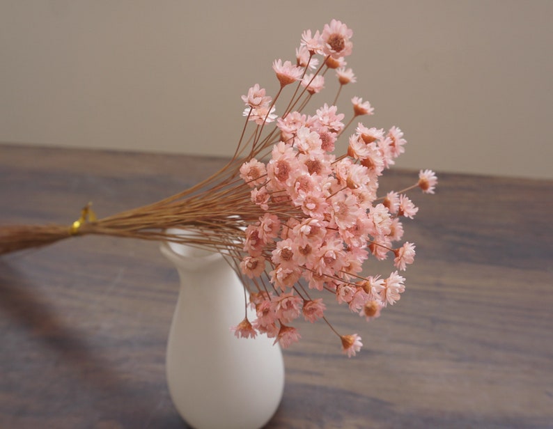 Flores de estrella, flor de flor de estrella en rosa, flores secas, flores de estrella naturales, flor de mini estrella gixa, flores de boda pink