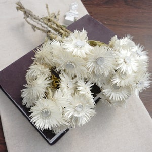 White daisies，Dry flower plants,White color dried flowers, DIY flower arrangements for home or wedding decorations