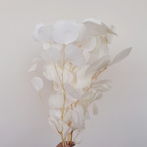 White - Jumbo Silver Dollar Eucalyptus Bunch | Eucalyptus Decor | preserve/Dry | Silver Dollar Eucalyptus Plant | Wedding Eucalyptus