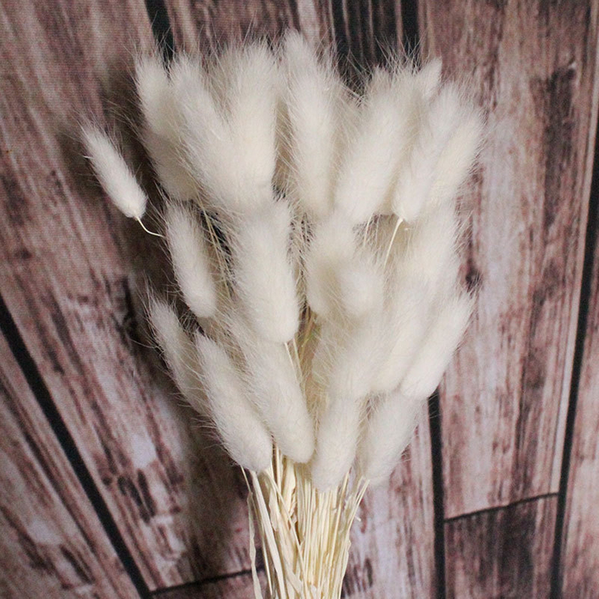 120 Pcs Dried Natural Lagurus Ovatus Bunches Hare's Tail - Etsy