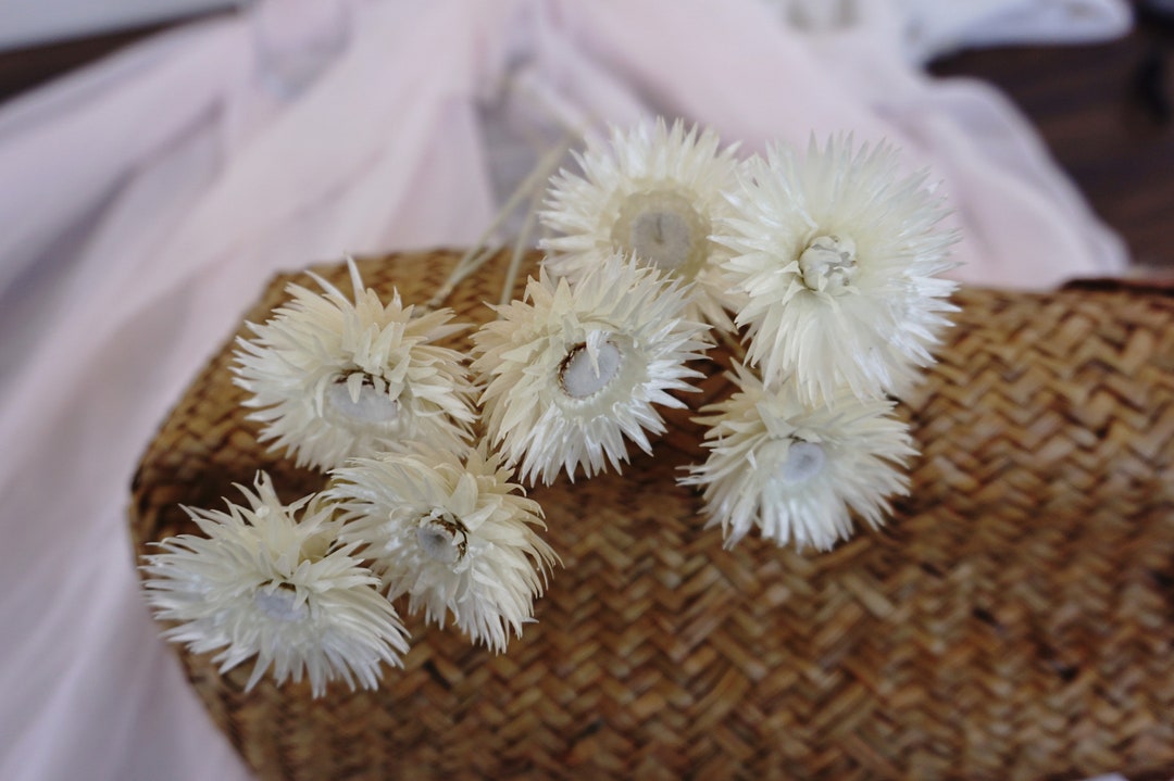 Dried White Everlasting Straw Flowers Natural White Daisies Dry