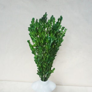 Preserved Boxwood Tall Leaves Eucalyptus Wedding Garlands Home Decoration Bouquets,Green