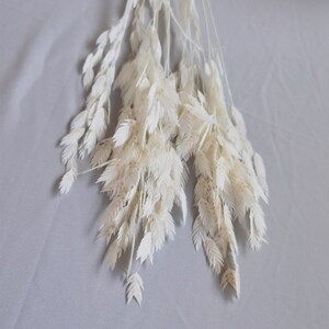 Puede incluir: Un ramo de avena blanca seca y blanqueada. Las espigas plumosas est&aacute;n agrupadas, con hojas delicadas y puntiagudas. Los tallos son finos y p&aacute;lidos, creando una textura suave y natural. Ideal para la decoraci&oacute;n del hogar y arreglos florales.