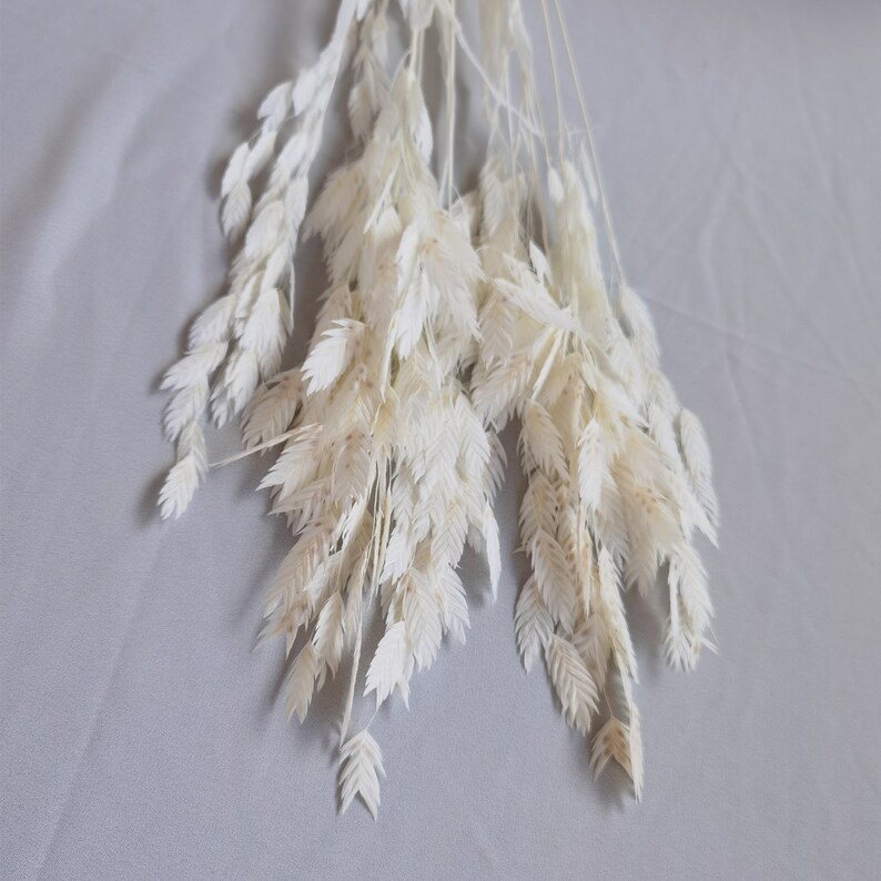 Puede incluir: Un ramo de avena blanca seca y blanqueada. Las espigas plumosas est&aacute;n agrupadas, con hojas delicadas y puntiagudas. Los tallos son finos y p&aacute;lidos, creando una textura suave y natural. Ideal para la decoraci&oacute;n del hogar y arreglos florales.