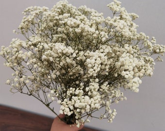 Gypsophila aliento de bebé preservado natural a granel