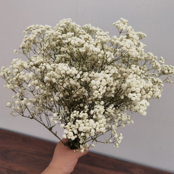 Bulk natuurlijk bewaarde gipskruidgypsophila