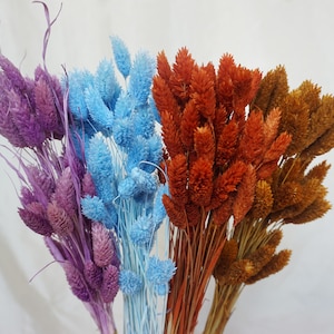 50-60 dried phalaris/Canary Grass/ gem grass dried flower natural real flower bouquet home decoration furnishing handmade diy shooting props