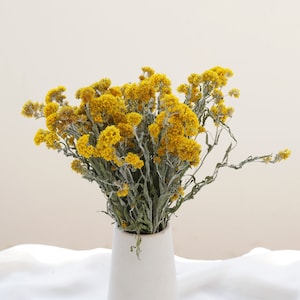 以下が含まれることがあります： 白い花瓶に入った、乾燥した黄色の花の束。花は小さく、クラスター状に咲き、ふっくらとした質感で配置されています。花瓶はシンプルでミニマリストなデザインです。