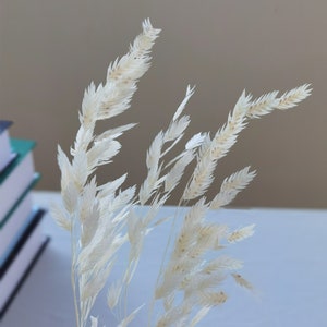 Puede incluir: Primer plano de hierba ornamental seca, de color blanquecino. Las plumas plumosas son delicadas y detalladas, con una textura suave y natural. Los tallos son delgados y el efecto general es aireado y elegante. El fondo est&aacute; borroso.