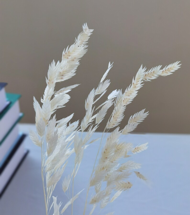 Puede incluir: Primer plano de hierba ornamental seca, de color blanquecino. Las plumas plumosas son delicadas y detalladas, con una textura suave y natural. Los tallos son delgados y el efecto general es aireado y elegante. El fondo est&aacute; borroso.