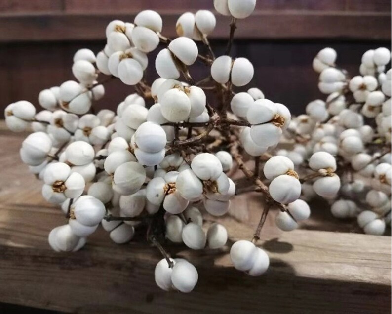 20 Stems Dried Natural Tallow Berries/6''10'' Etsy