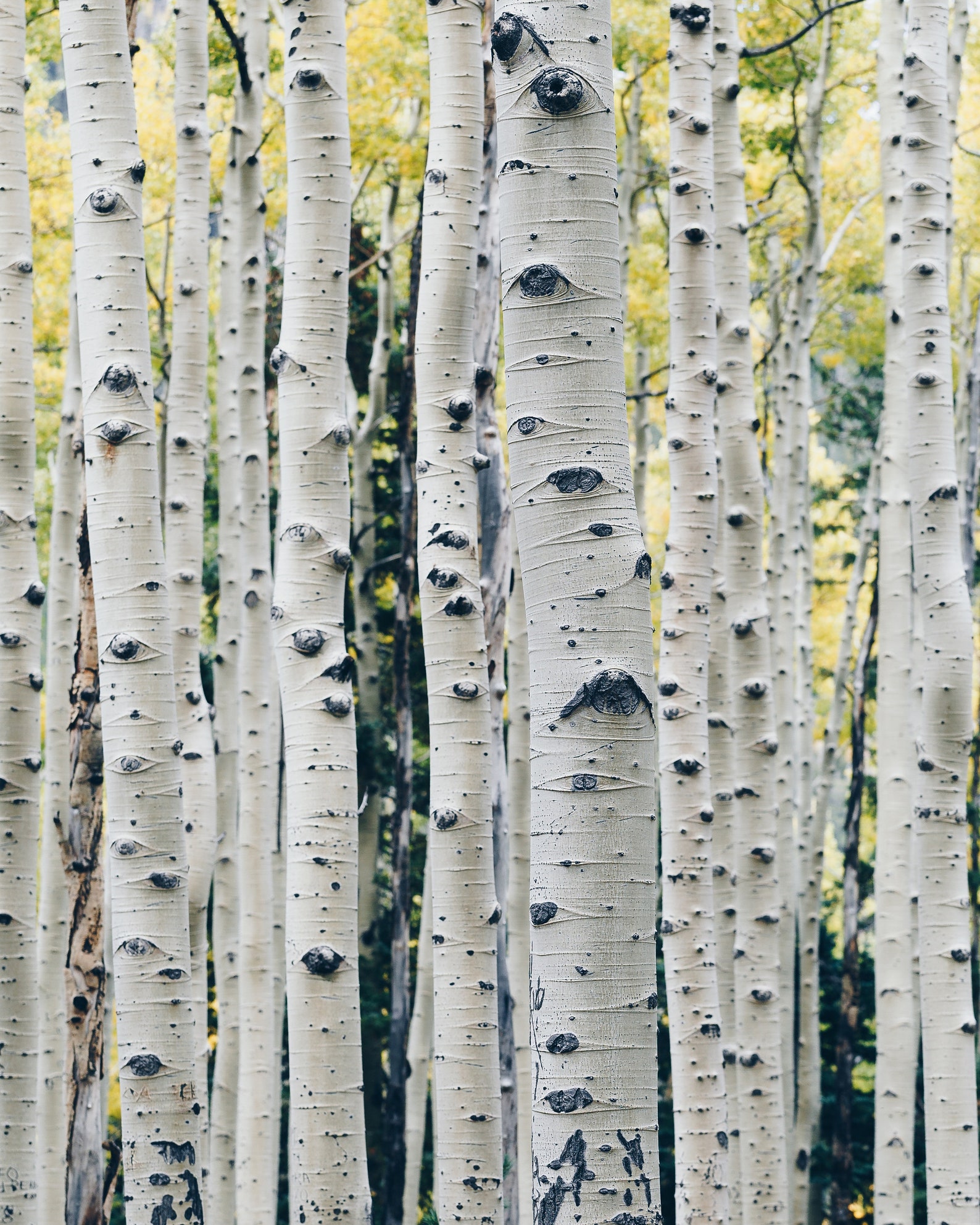 Берёза Birch. Ствол березы. Березовый лес. Березовая роща.