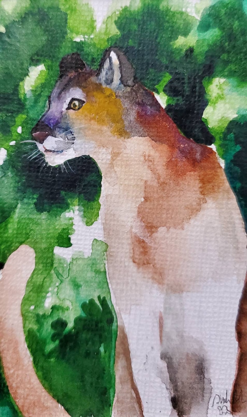 Mountain Lion