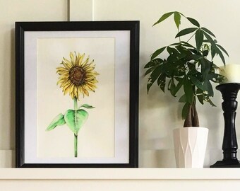 Sunflower Botanical Illustration Watercolor Print (8x10 matted or framed)