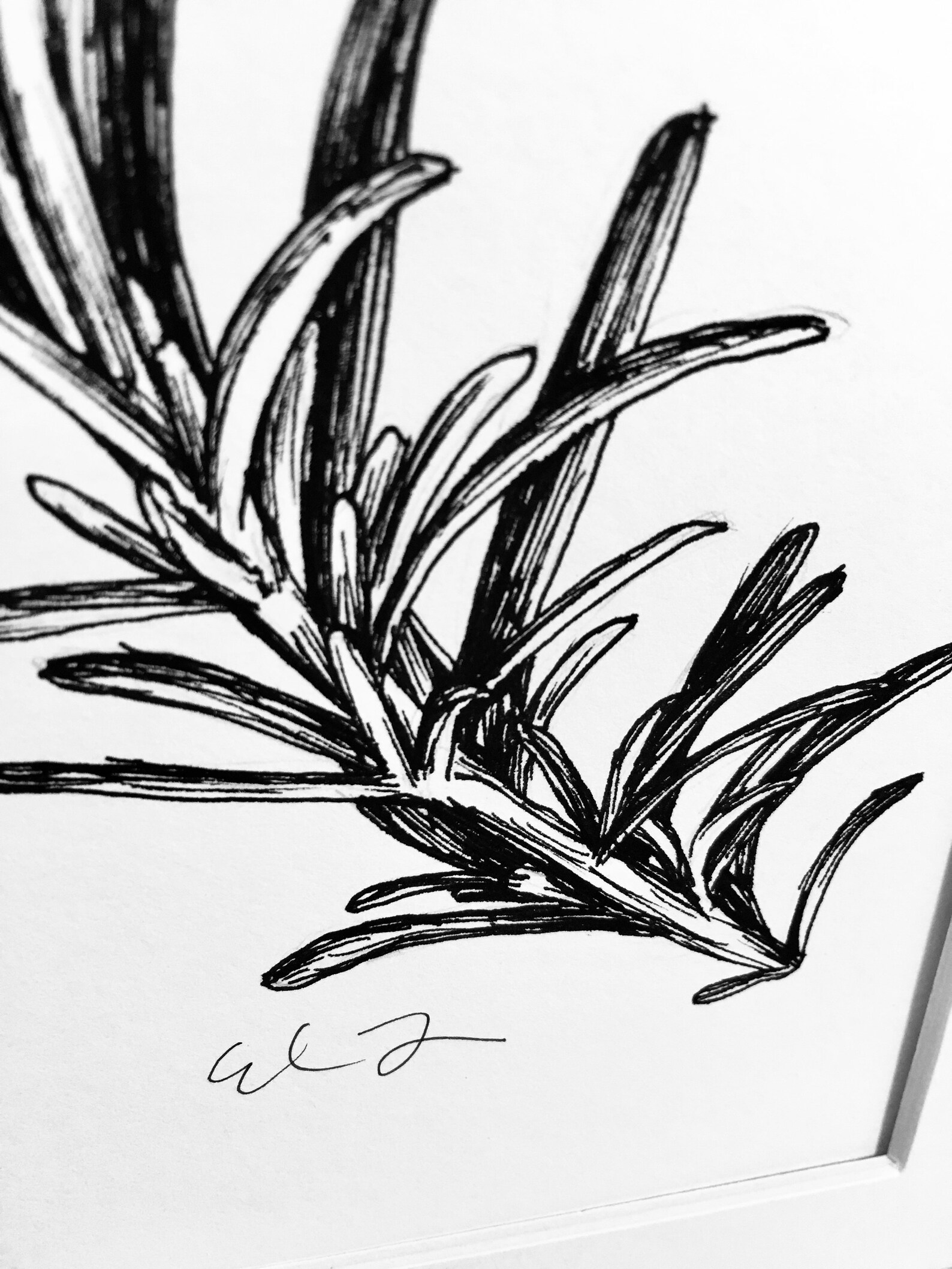 Rosemary Herb Pen & Ink Black and White Botanical Illustration Etsy