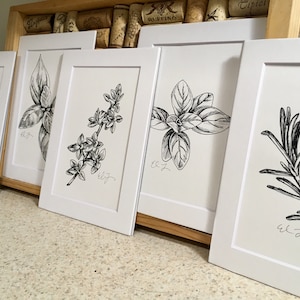 SET OF 5 - Herb Pen & Ink Black and White Botanical Illustration Drawings (5x7 matted prints), Rosemary, Basil, Oregano, Thyme, Parsley