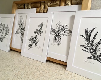 SET OF 5 - Herb Pen & Ink Black and White Botanical Illustration Drawings (5x7 matted prints), Rosemary, Basil, Oregano, Thyme, Parsley