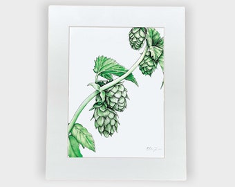 Hops Vine Watercolor Pen and Ink Botanical Illustration 8x10 (Matted Print)