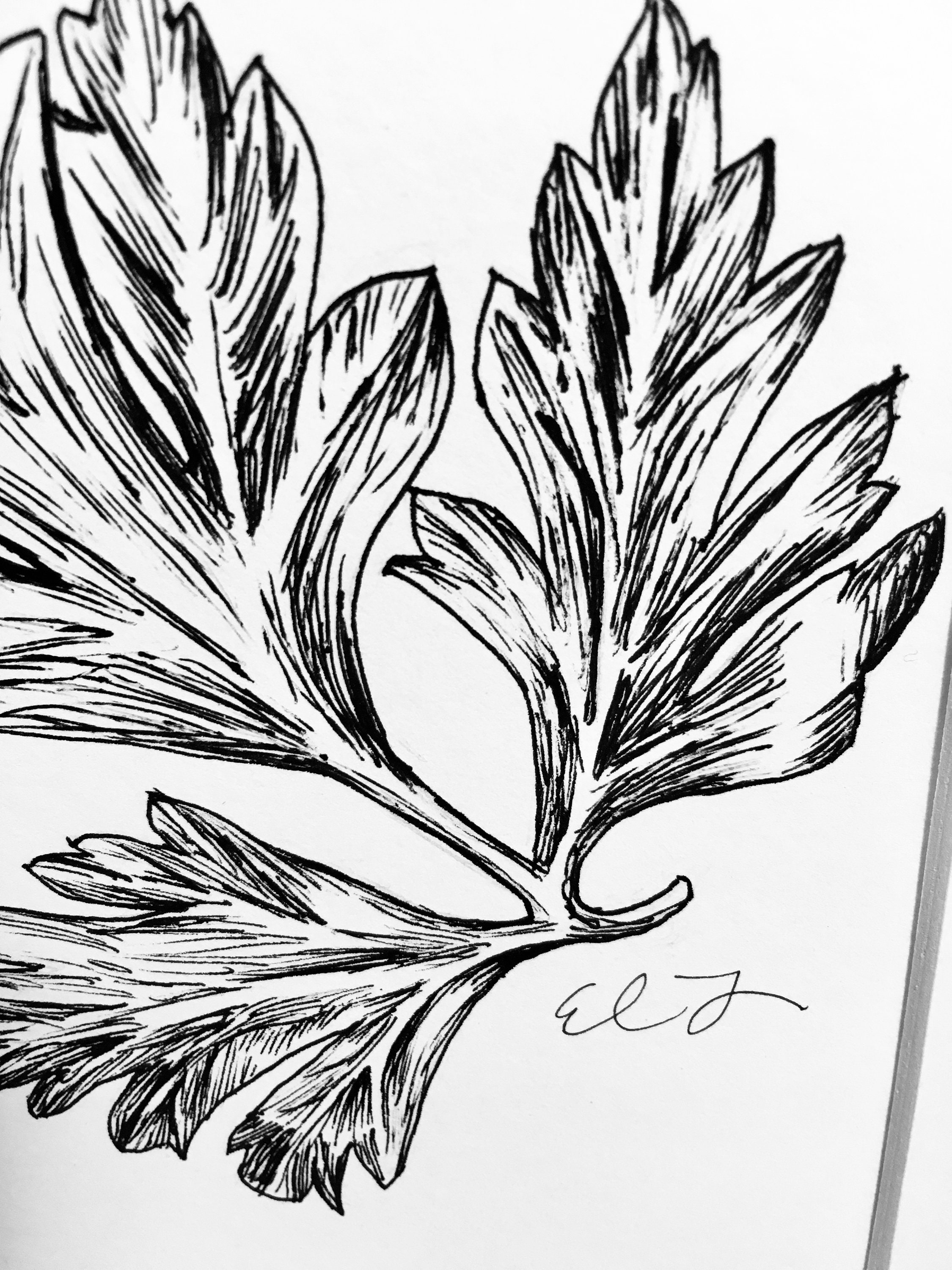 SET OF 3 Herb Pen & Ink Black and White Botanical Illustration Drawings
